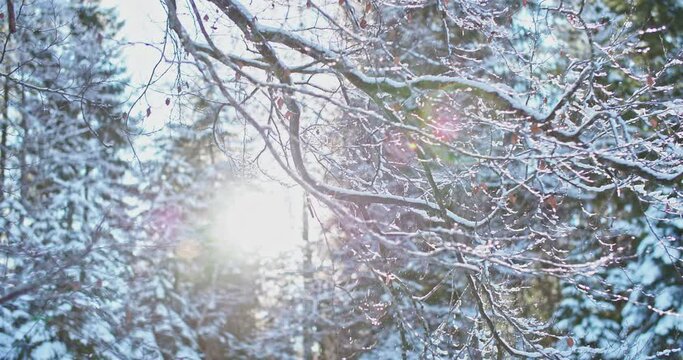 Enchanting winter scene in a forest with Frozen iced branches of tree with charming natural morning sunlight during the sunny day after snow. romantic wonderland. beautiful environment in slow motion.
