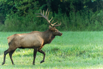 Bull Elk in Rut