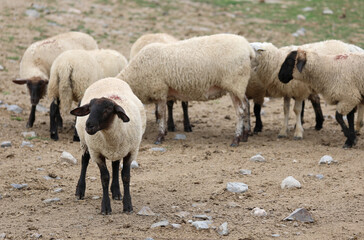 Obraz premium grazing suffolk sheep with black head and legs in Europe
