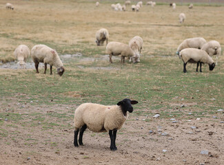 Fototapeta premium grazing suffolk sheep with black head and legs in Europe