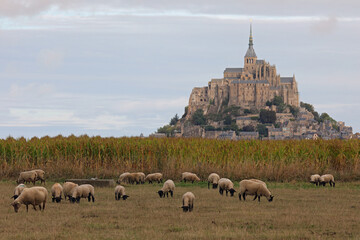 sheep suffolk with black head and the Mont Saint Michel Abbey in background