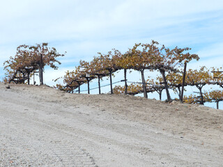 vineyard in fall