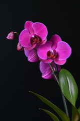 Fototapeta na wymiar beautiful purple Phalaenopsis orchid flowers, isolated on black background