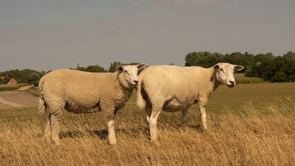 Naklejka na ściany i meble Two dyke sheep standing upright on the dyke look at the photographer
