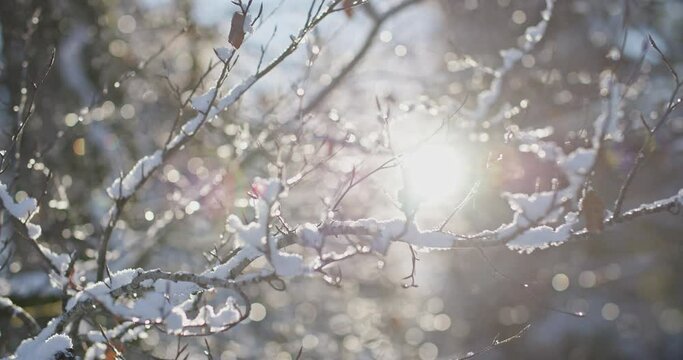 Enchanting winter scene in a forest with Frozen iced branches of tree with charming natural morning sunlight during the sunny day after snow. romantic wonderland. beautiful environment in slow motion.