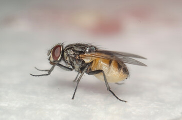 Big black fly with red eyes. Macro shot
