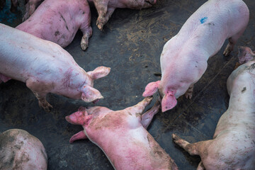closeup view of pigs herd