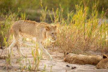 A lion pride ( Panthera Leo) resting near a river, Sabi Sands Game Reserve, South Africa.