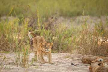 Young lion cub ( Panthera Leo) stretching, Sabi Sands Game Reserve, South Africa.