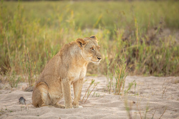 Lioness ( Panthera Leo) in beautiful morning light, Sabi Sands Game Reserve, South Africa.
