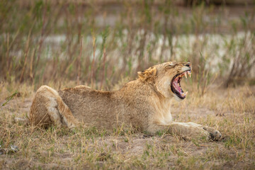 A young lion cub ( Panthera Leo) yawning, Sabi Sands Game Reserve, South Africa.