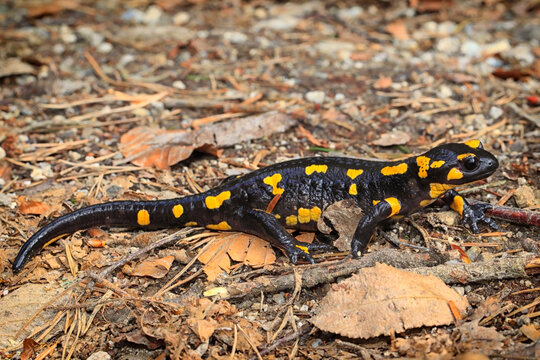 Salamandre tachet&eacute;e