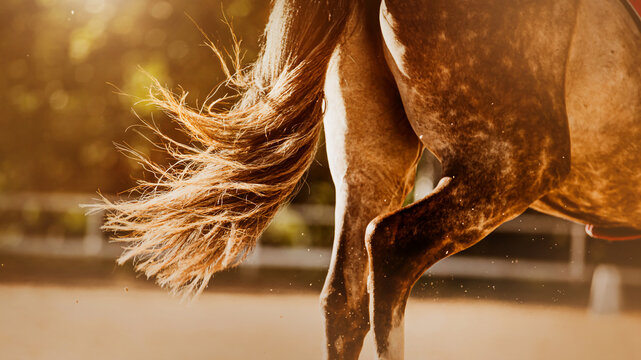 The beautiful long tail of the horse flutters in the wind as it gallops quickly, illuminated by the sunlight. Photo of a horse.