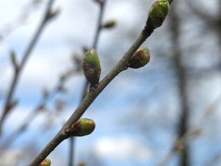 green buds bloom on tree branches in spring