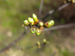 green buds bloom on tree branches in spring