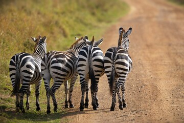 Beautiful shot of four walking zebra butts Masai Mara, Kenya © Alex254/Wirestock Creators