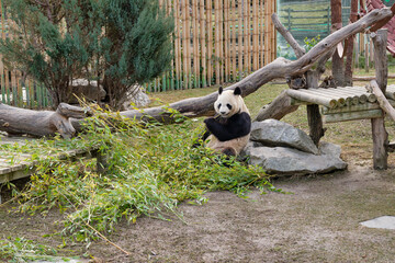 Qinling panda (Ailuropoda melanoleuca qinlingensis) eating bamboo leaves. © DK Photography