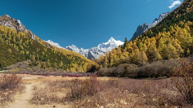 Holy mountain Chana Dorje with pine forest and golden meadow in autumn at Yading nature reserve
