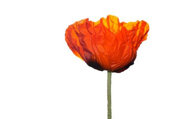 Mohn 