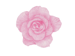 Pink Flowers Watercolor