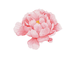 Pink Carnation Flowers Watercolor