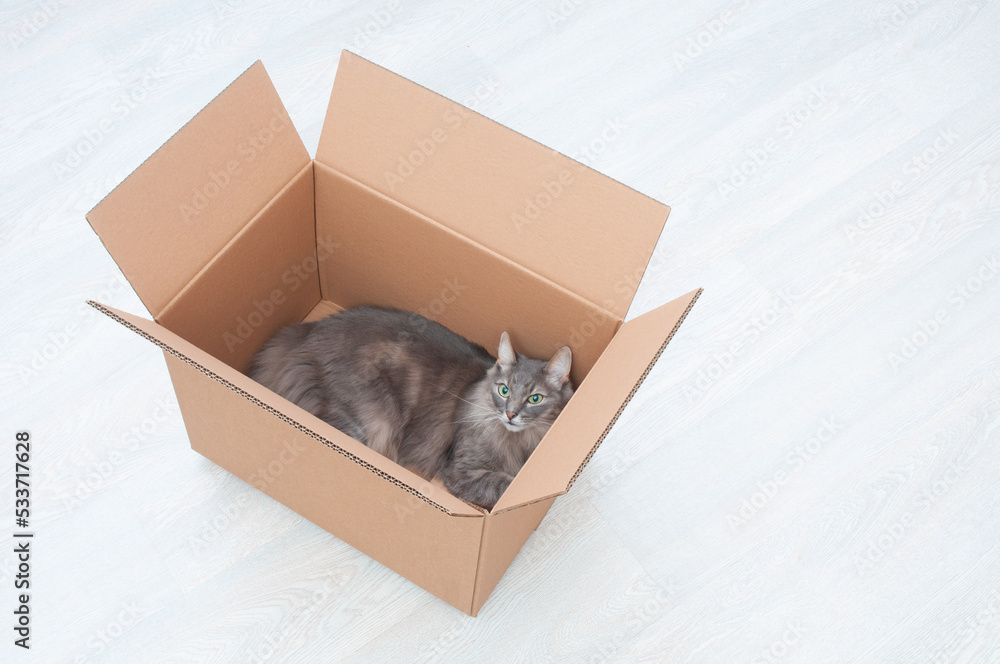 Wall mural fluffy gray cat inside cardboard box on wooden background