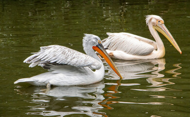 The Dalmatian pelican (Pelecanus crispus) with The great white pelican (Pelecanus onocrotalus) swim on the water