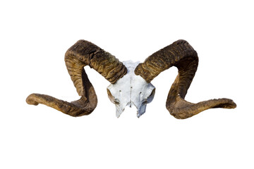 The skull of a ram