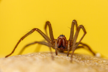The big house spider Tegenaria domestica