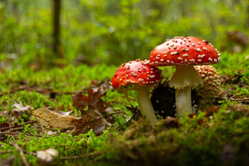Amanita muscaria poisonous mushroom in a forest close-up.