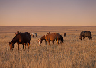 Herd of horses grazing in evening pasture