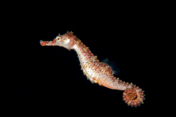 Fototapeta na wymiar Hawaiian Pelagic Seahorse