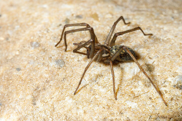 The big house spider Tegenaria domestica
