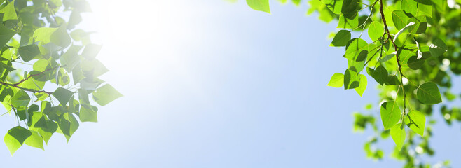 Tree branch with leaves in front of blue sunny sky - obrazy, fototapety, plakaty