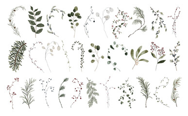 Watercolor set of winter christmas green leaves, fir branches, wildflowers, spruce twigs isolated on white background. Botanical greenery floral illustration