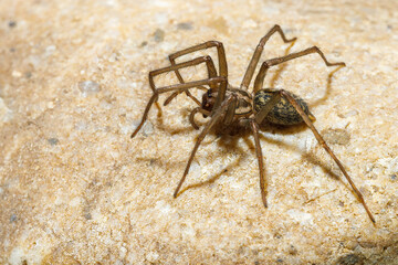 The big house spider Tegenaria domestica