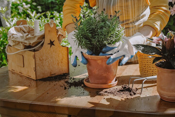 Gardening, plants care concept. Woman replants lavender plant into ceramic pot outdoors.