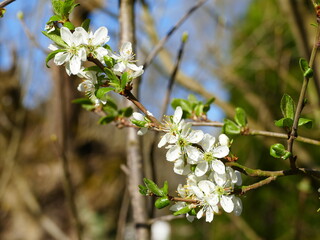Pretty white blossom buds at the beginning of spring