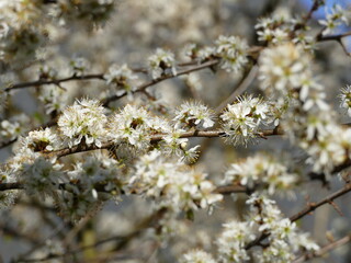 Pretty white blossom buds at the beginning of spring