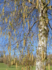 First tender leaves of a silver birch in spring