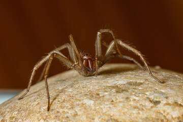 The big house spider Tegenaria domestica