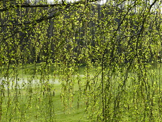 First tender leaves of a silver birch in spring