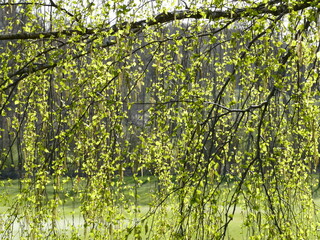 First tender leaves of a silver birch in spring