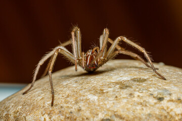 The big house spider Tegenaria domestica