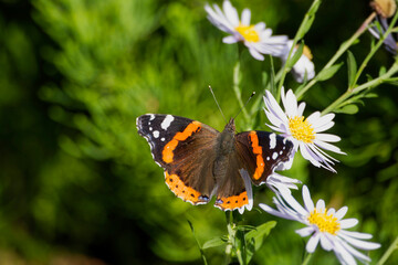 Red admiral butterfly (Vanessa Atalanta) with open wings perched on a white daisy in Zurich,...