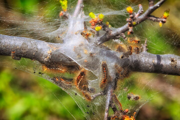 Nid d'hiver de la chenille processionnaire