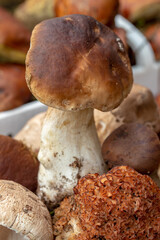 Selective focus on the mushroom hat of a porcini mushroom (Boletus edulis), also known as spruce porcini mushroom, gentlemen's mushroom or noble mushroom. Macro.