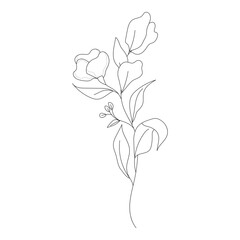 Botanical leaf Wildflower Line art