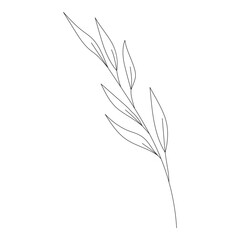 Botanical leaf Wildflower Line art