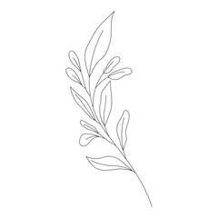 Botanical leaf Wildflower Line art